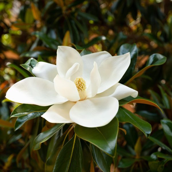 Magnolia grande